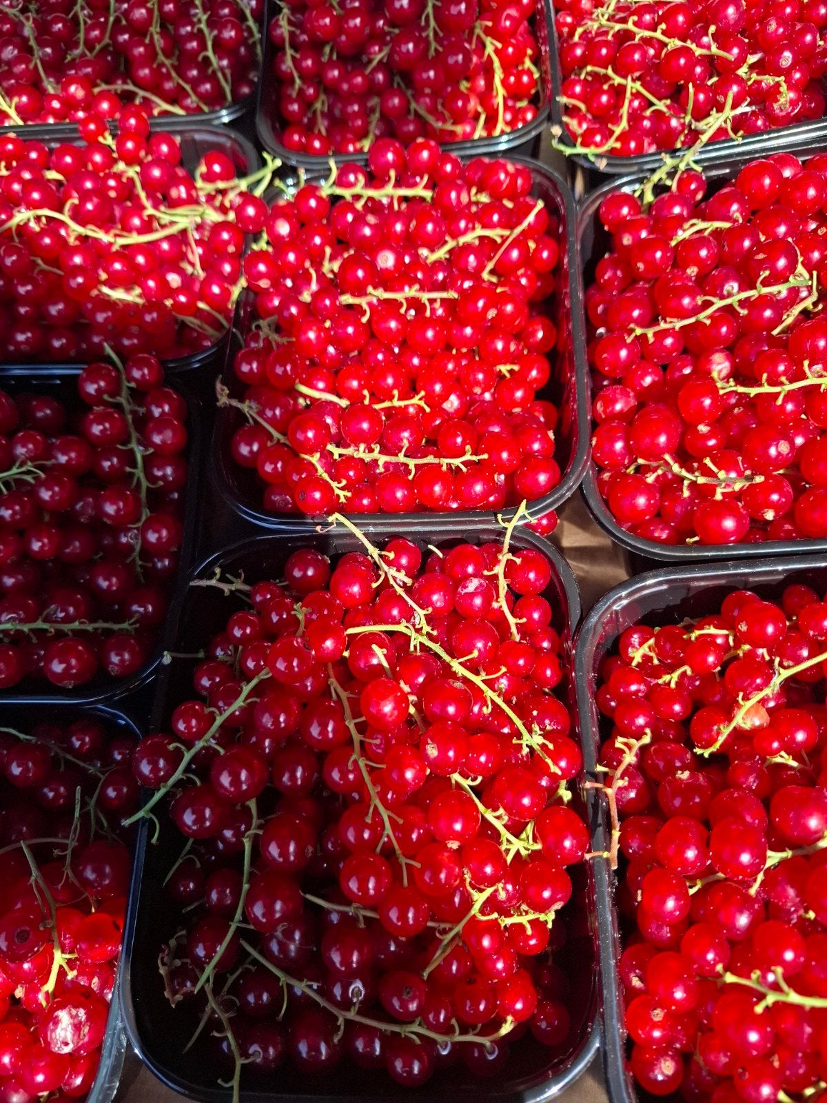 Biologisch geteelde rode bessen en kersen, Ophalen