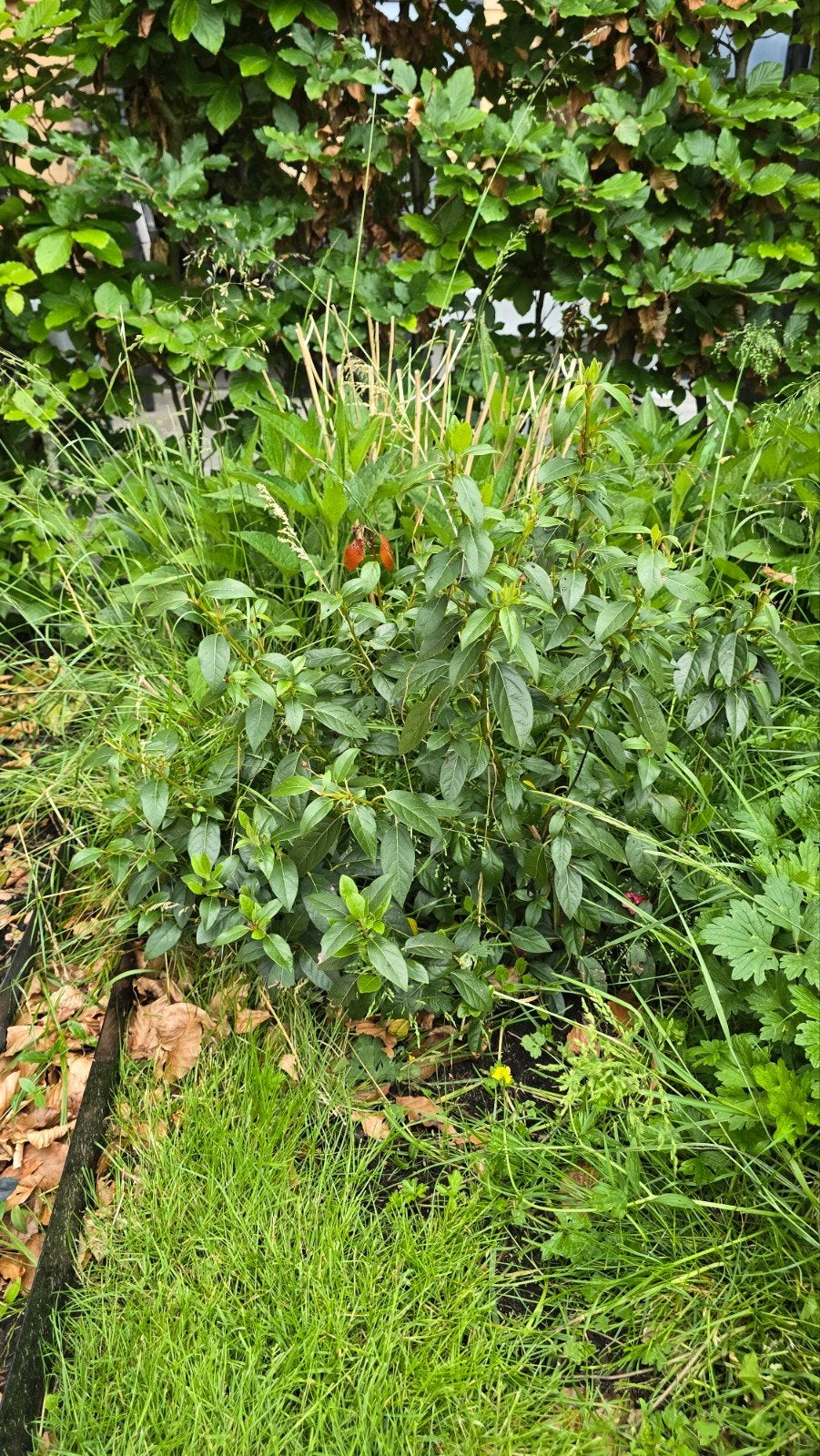 Azalea vaste plant, Tuin en Terras, Planten | Struiken en Hagen, Ophalen, Overige soorten, Minder dan 100 cm