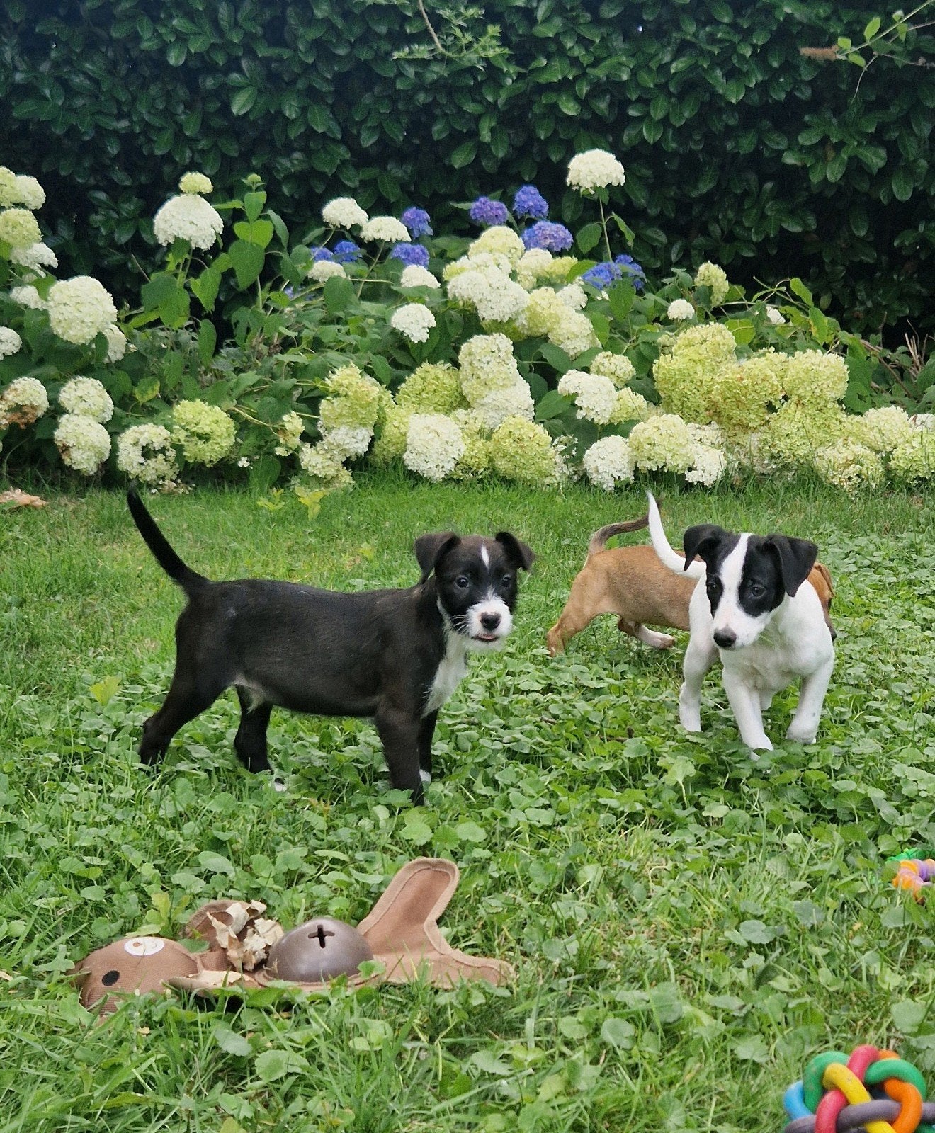 Jackrussel kruising boerenfox x boomer pups, Dieren en Toebehoren, Overige rassen, 8 tot 15 weken, Meerdere, Meerdere dieren