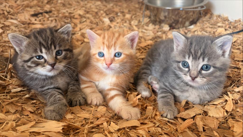 Lieve boerderijkittens te koop, Meerdere dieren, Kortharig, 0 tot 2 jaar