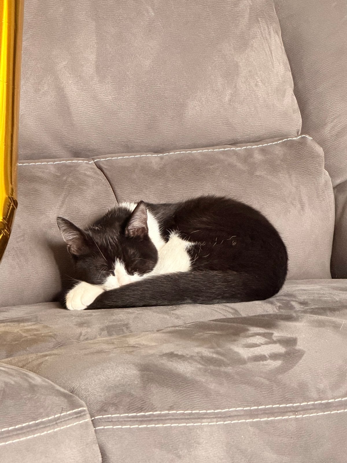 Lieve, gecastreerde binnenkat zoekt een fijn huisje, Dieren en Toebehoren, Kater, Kortharig, 0 tot 2 jaar
