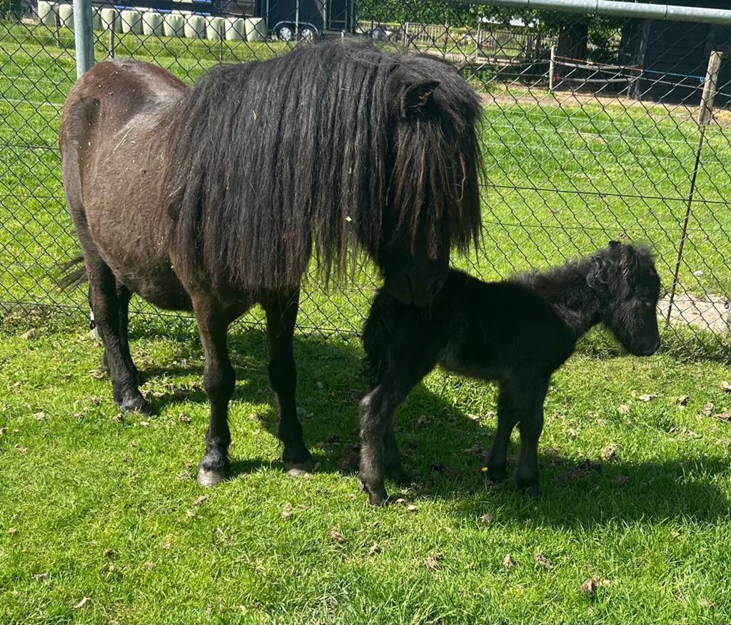 Makkelijke pony met merrie veulen, Merrie, Recreatiepaard