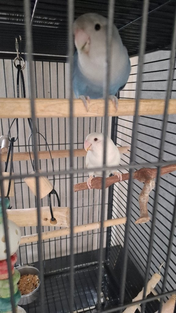 Te koop twee Agaponissen ( Dwergpapegaaien), Meerdere dieren, Dwergpapegaai of Agapornis, Tam