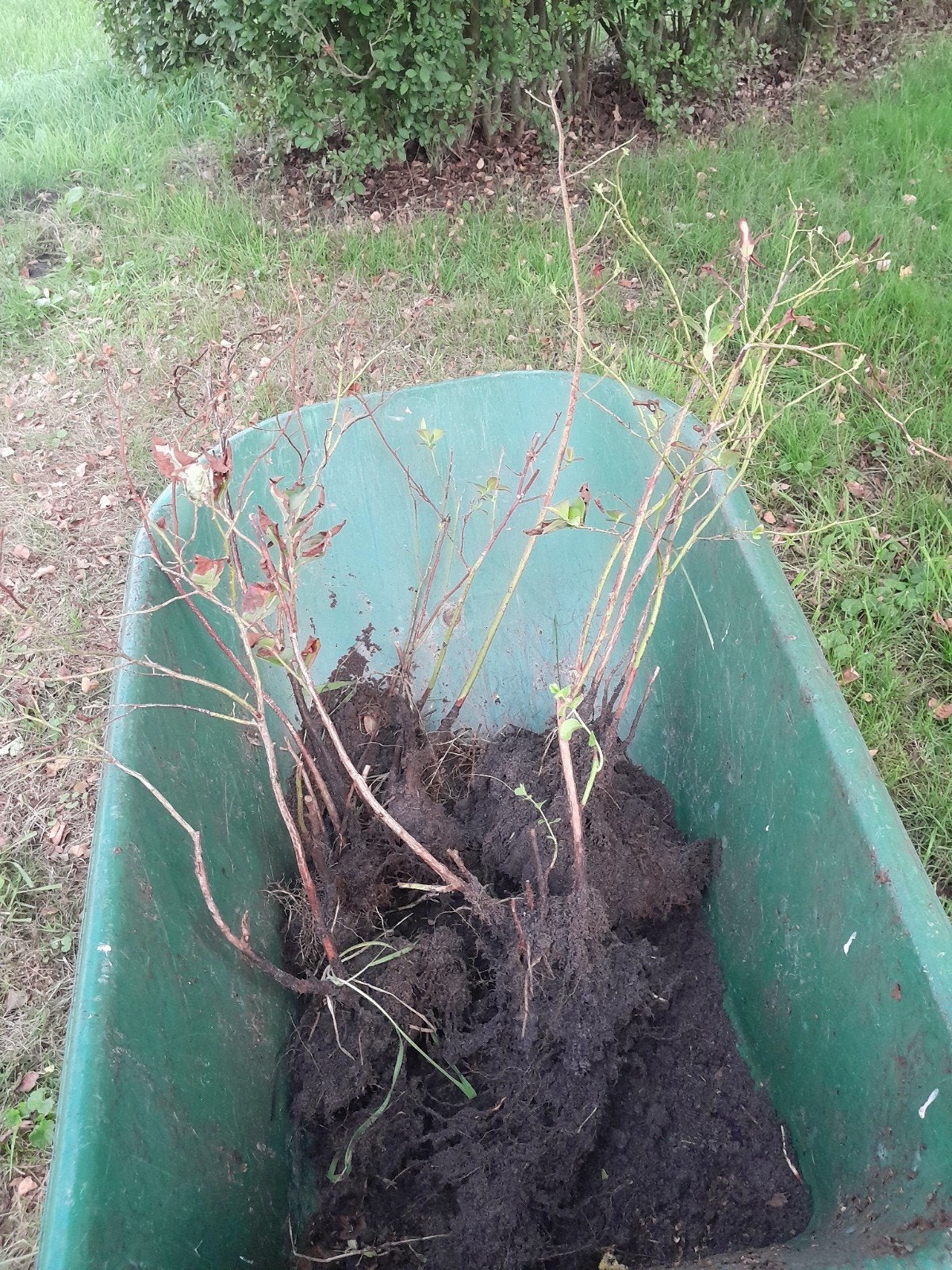 5x Blauwe Bessen Struiken, Ophalen, Vaste plant, Fruitplanten, Volle zon