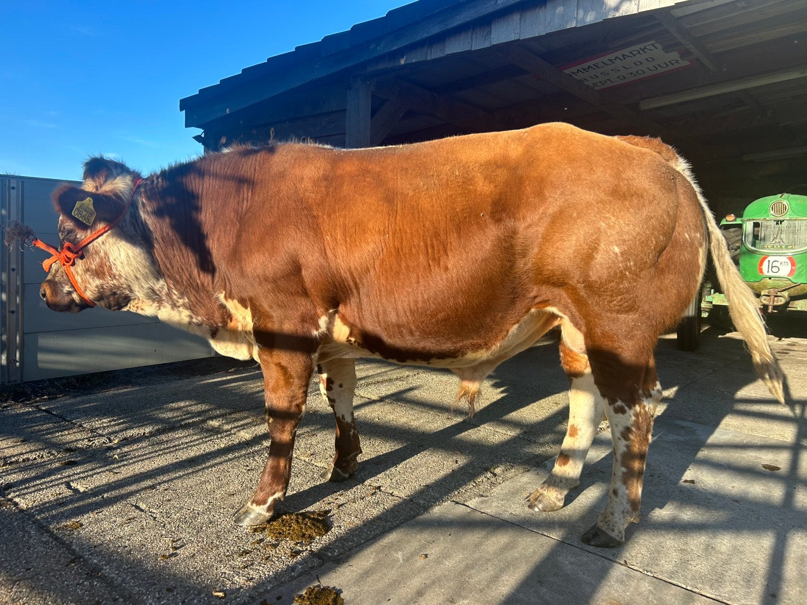 Te koop zeer mooie streeprug stier, Dieren en Toebehoren, Runderen, Mannelijk