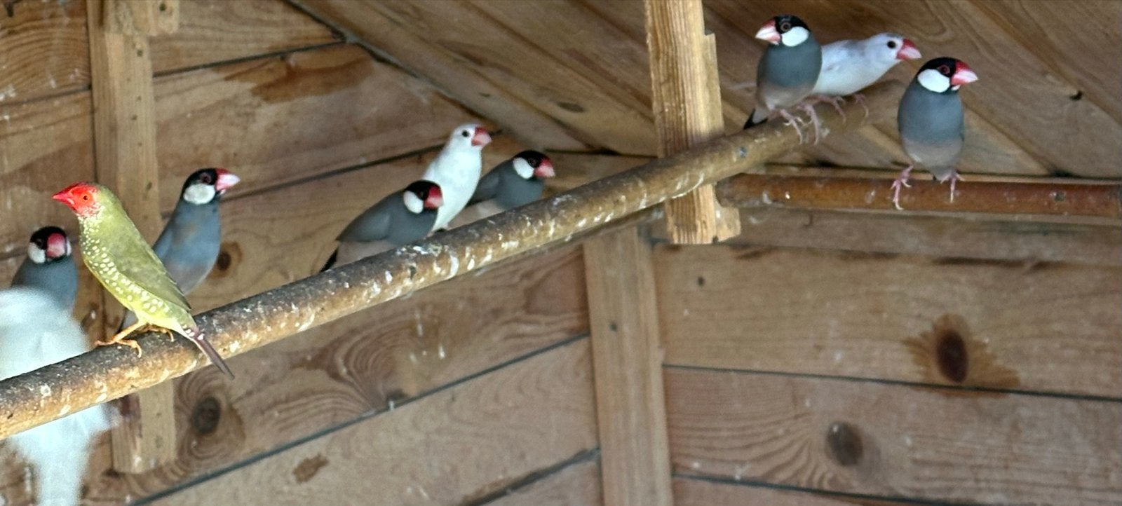 Gratis rijstvogels van eind 2025, Meerdere dieren