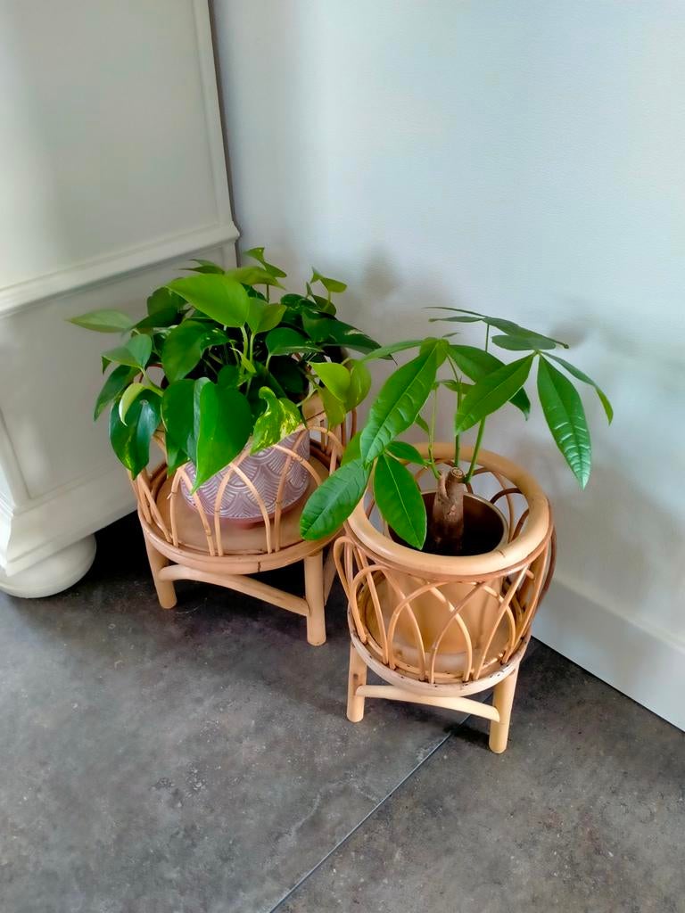 2 planten incl potten en bamboe, Ophalen of Verzenden, Halfschaduw, Minder dan 100 cm