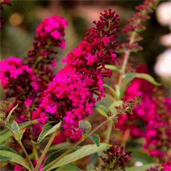 Vlinderstruik licht paars ( Buddleja Davidii Royal Red ), Ophalen, Vlinderstruik, Struik, 100 tot 250 cm