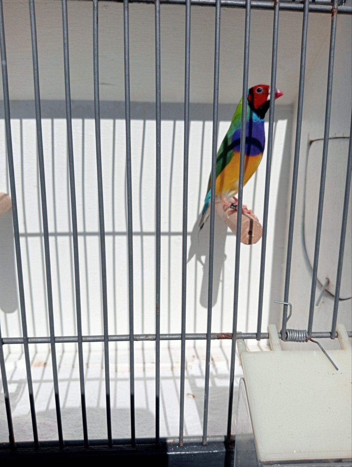 Gouldamadines te koop, Dieren en Toebehoren, Vogels | Overige Vogels, Meerdere dieren