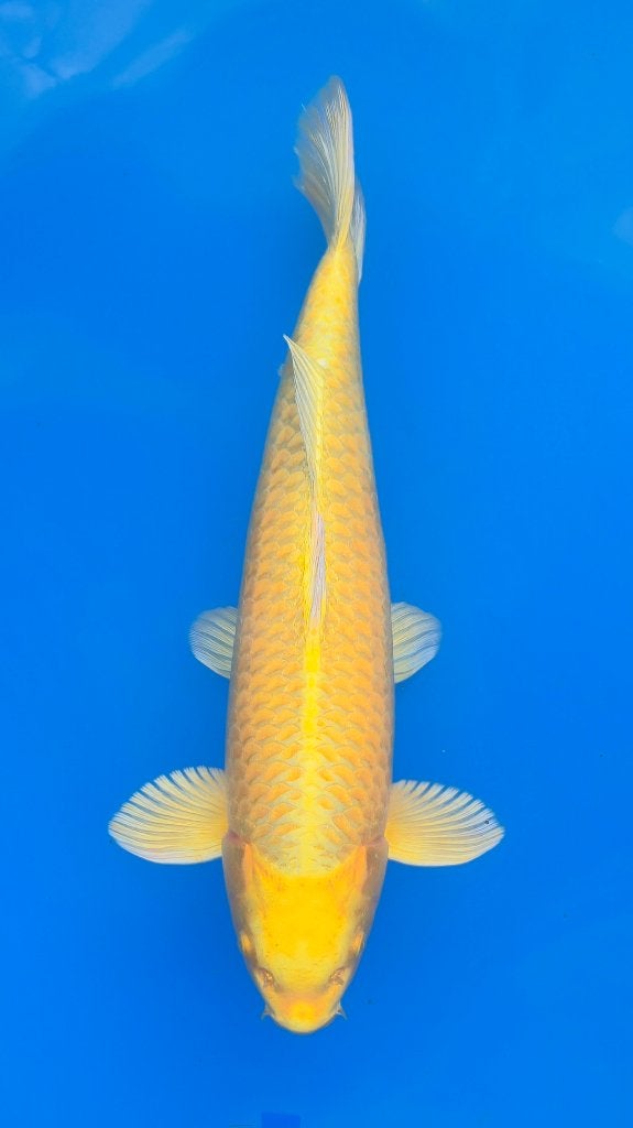 Te koop Koi Yamabuki, Karper of Koi
