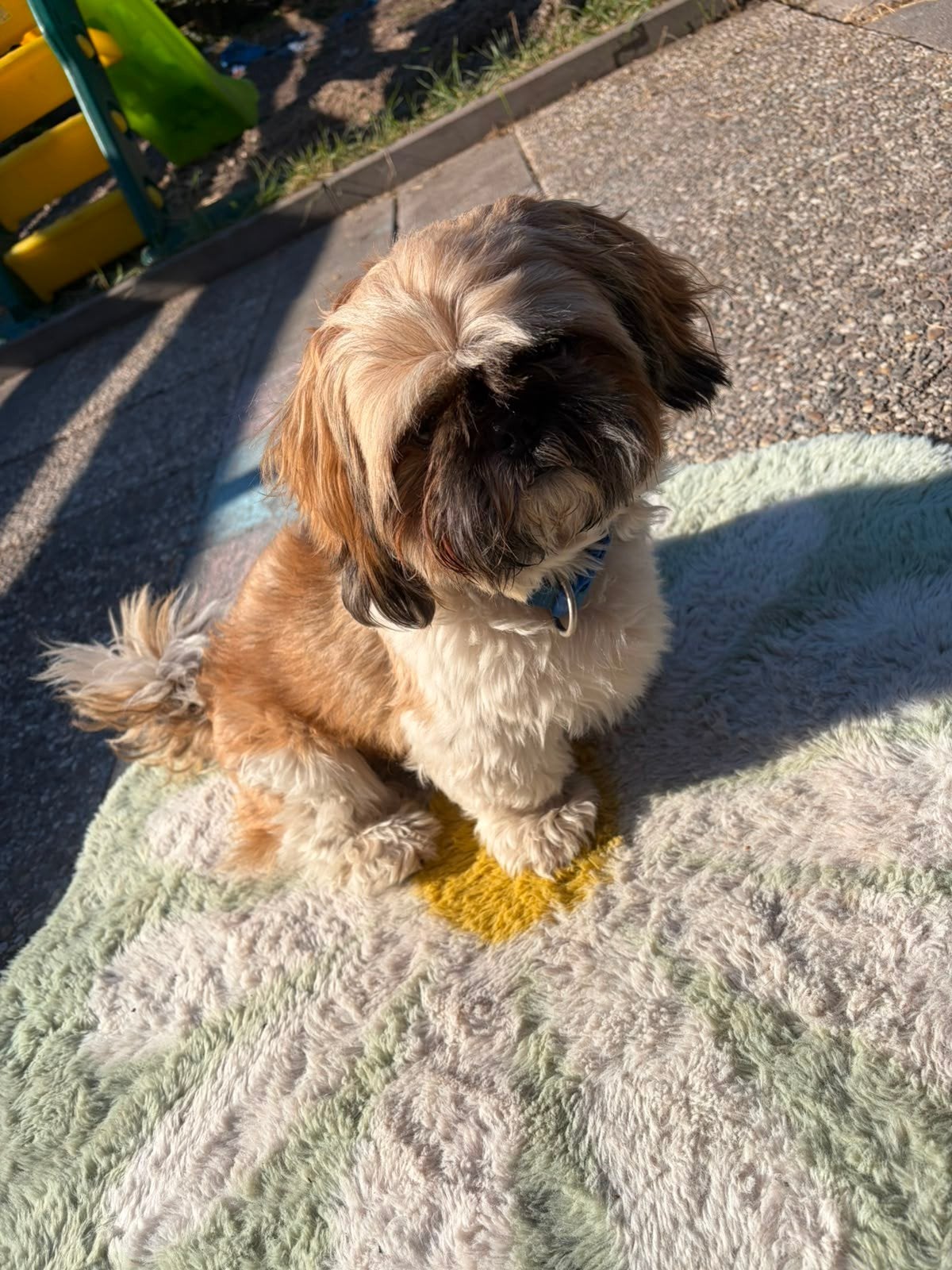 Shih Tzu bijna 3 jaar, 1 tot 2 jaar, Eén hond, Nederland, Particulier