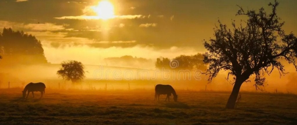 2 Ruime Stallen vrij, tevens weekendhulp gezocht, Weidegang, 2 of 3 paarden of pony's
