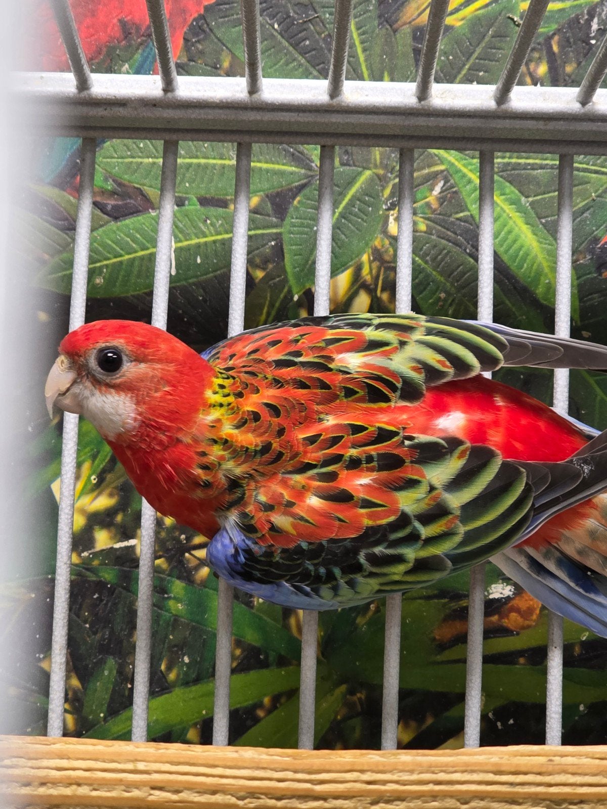 Jonge Rossela's, Meerdere dieren, Parkiet, Pratend