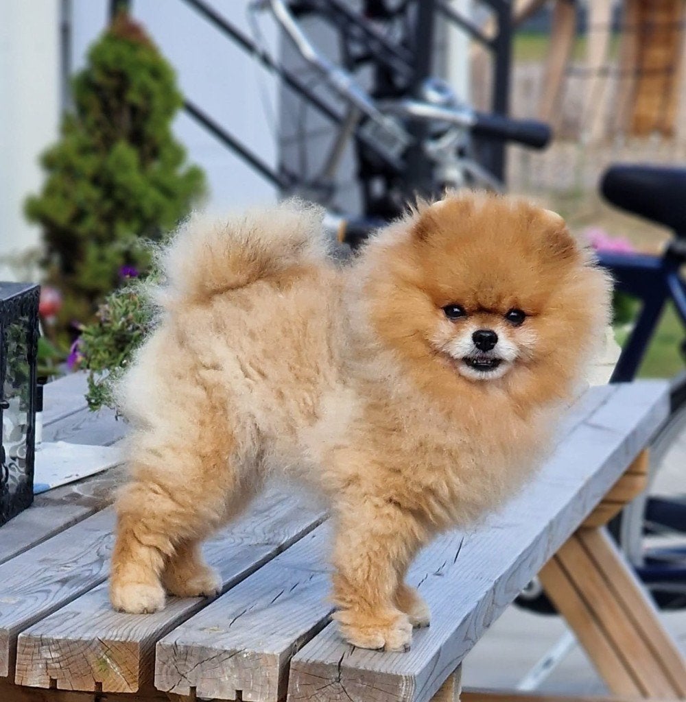 Raszuivere Pomeriaan aangeboden voor dekking, Reu, Eén hond, CDV (hondenziekte), 3 tot 5 jaar