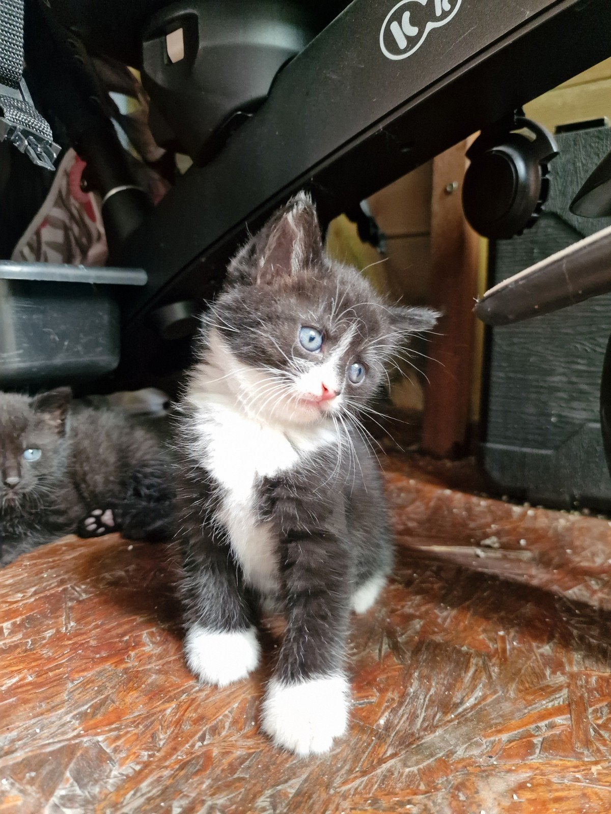 Kittens, Ophalen of Verzenden