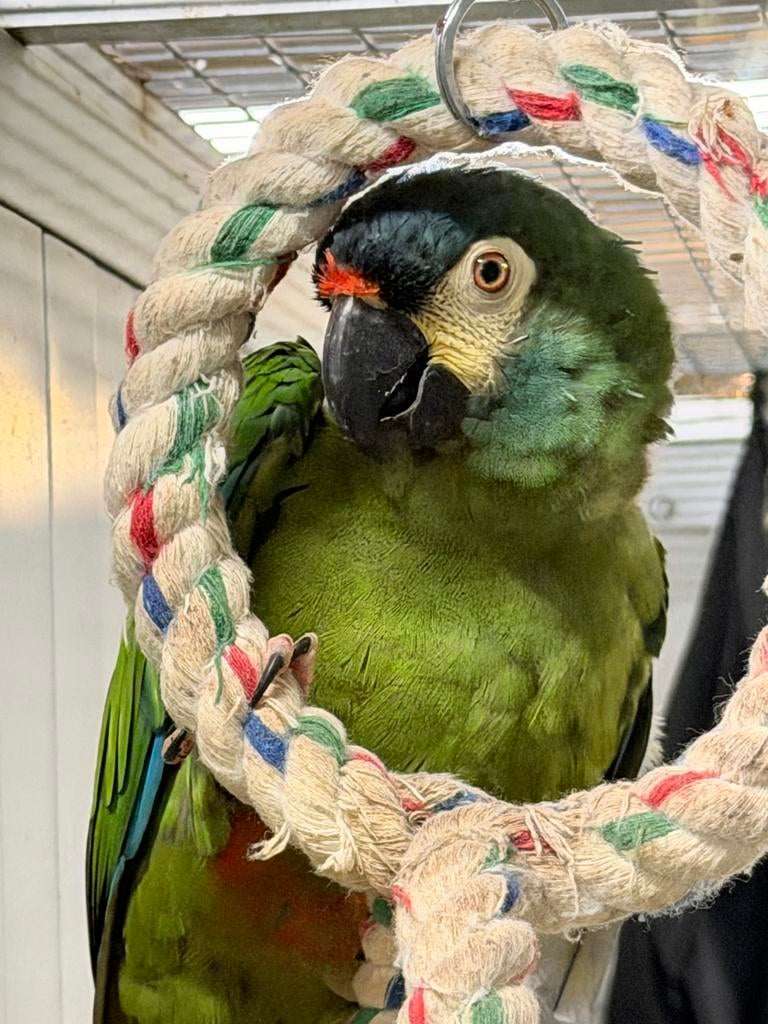 Mannelijke ara maracana 4 jaar., Dieren en Toebehoren, Vogels | Parkieten en Papegaaien, Mannelijk, Papegaai