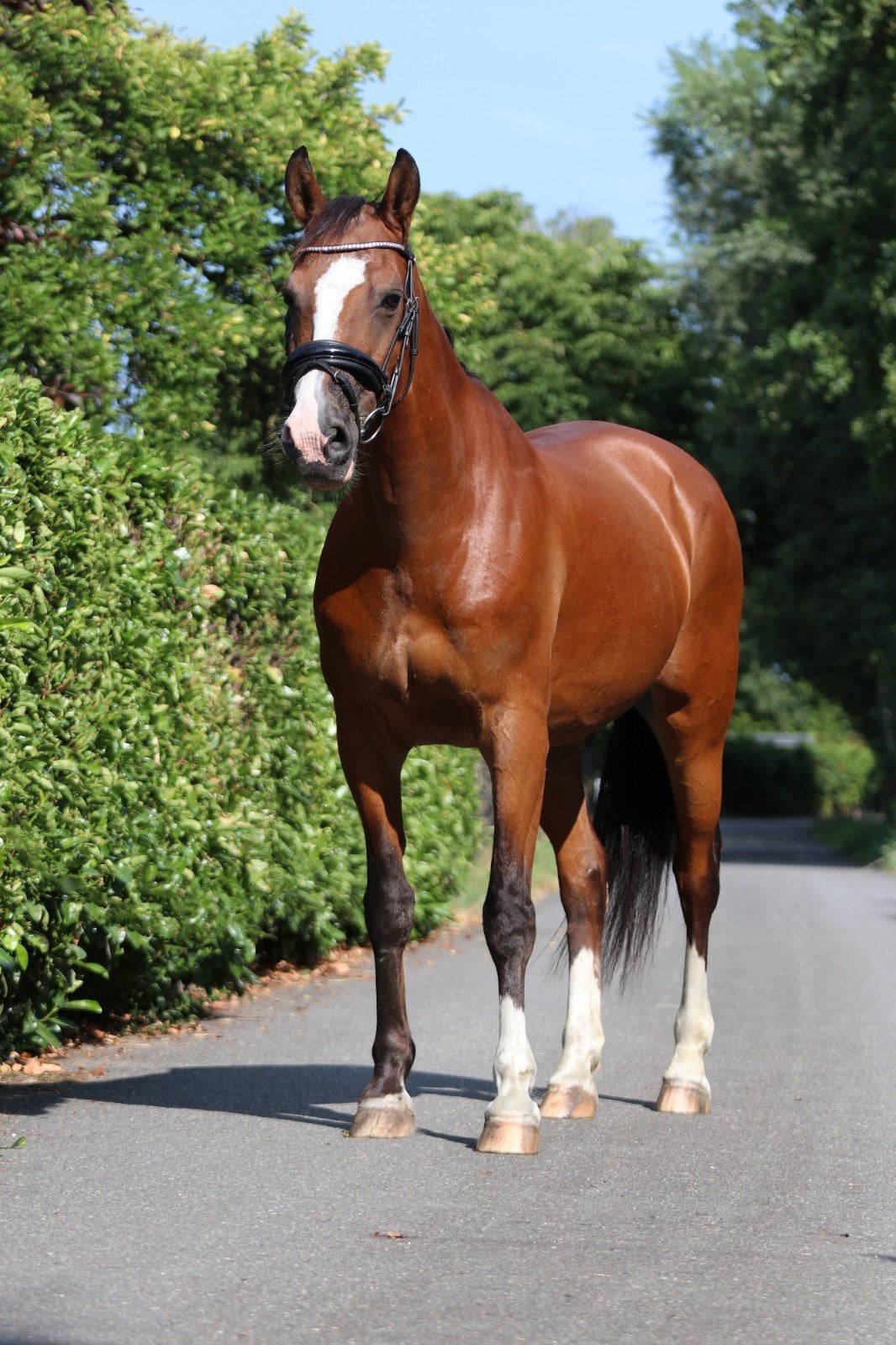 lease pony