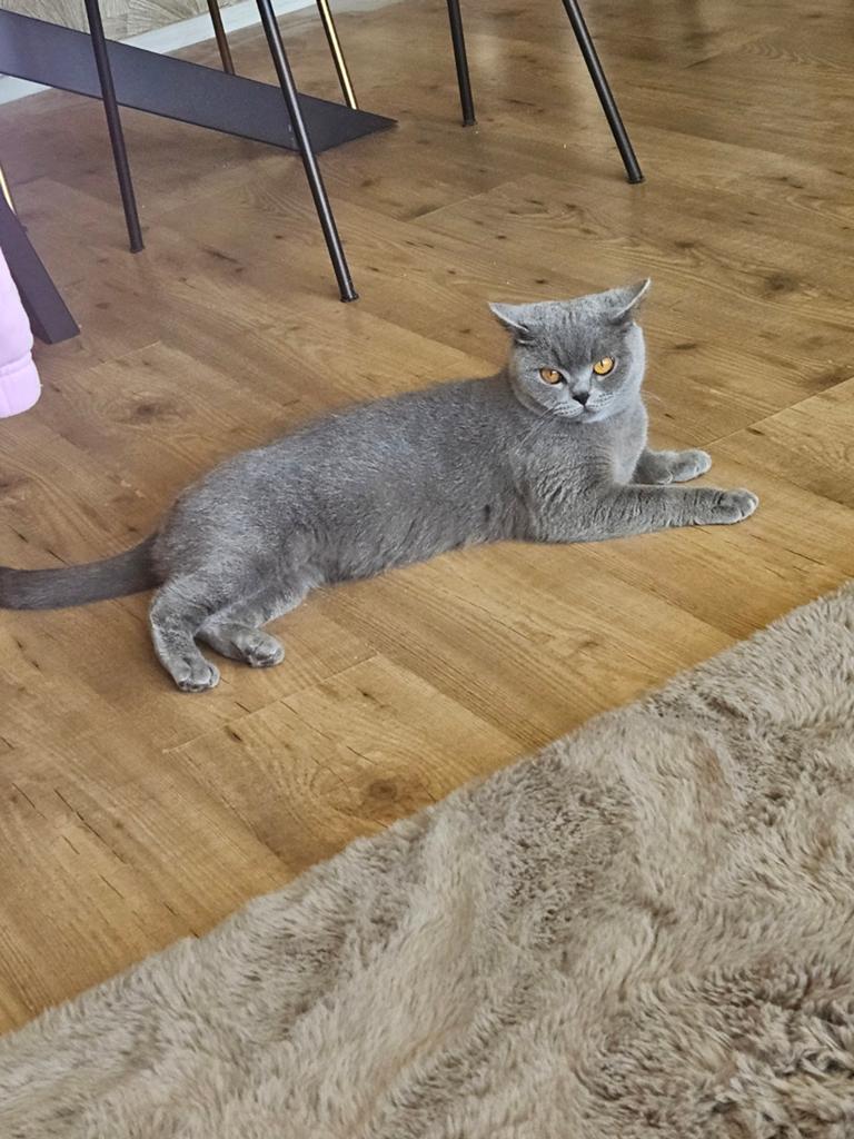 Volbloed Britse Korthaar x Ragdoll kittens verwacht, Kater, Ontwormd