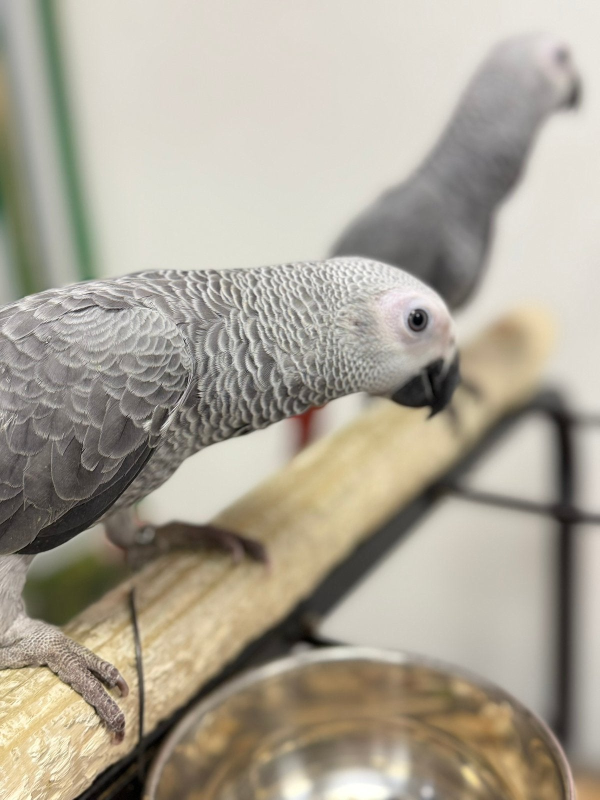 Jonge congo grijzeroodstaart, Dieren en Toebehoren, Meerdere dieren, Papegaai, Pratend
