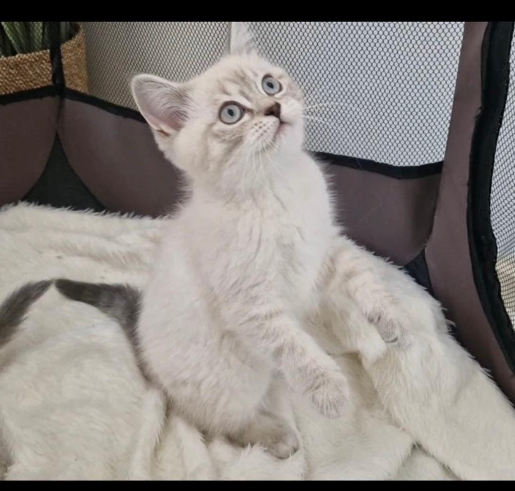 Britse korthaar / ragdoll kitten, Dieren en Toebehoren, Poes, Kortharig, 0 tot 2 jaar