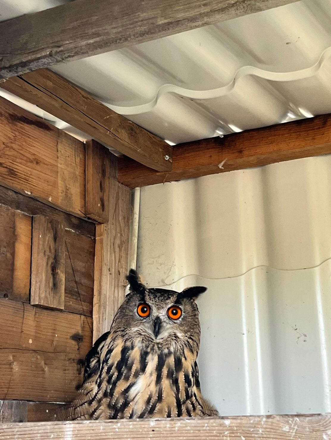Europese Oehoe, Vrouwelijk, Roofvogel, Geringd