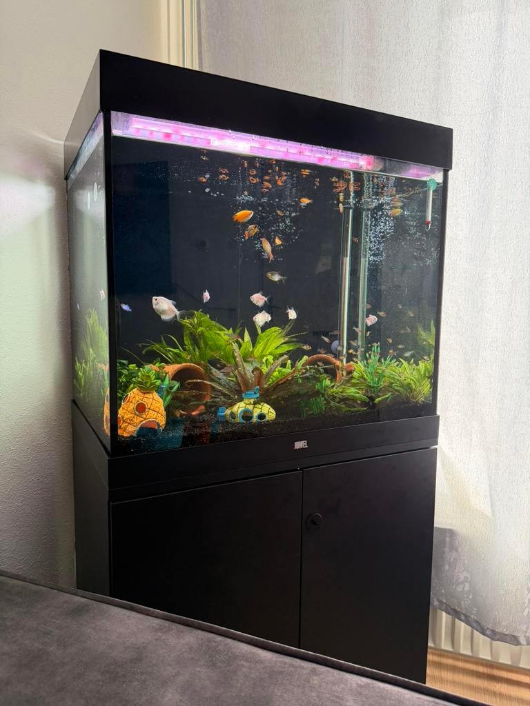 Juwel lido 200, Dieren en Toebehoren, Ophalen, Zo goed als nieuw, Gevuld zoetwateraquarium