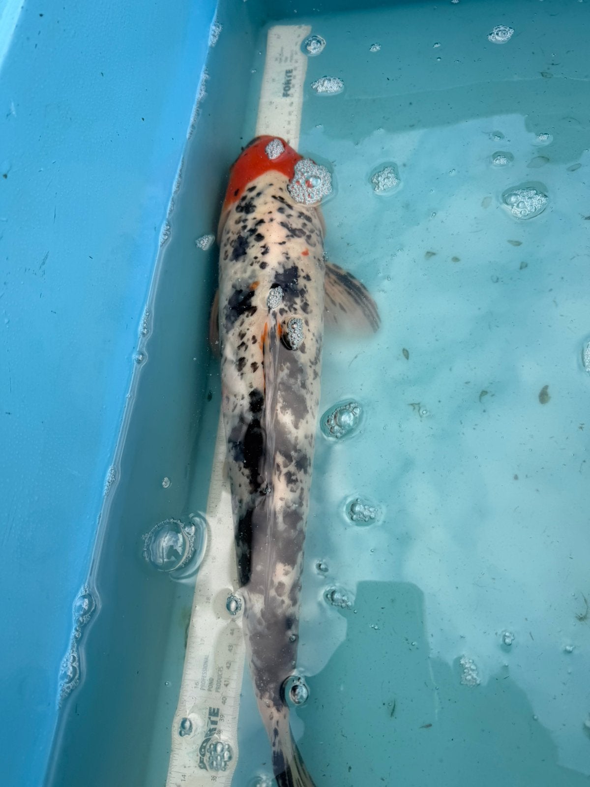 Tancho Showa koi, Karper of Koi