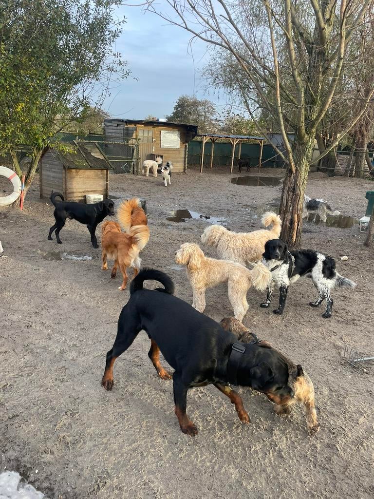 Honden oppas dagopvang Rotterdam en omstreken