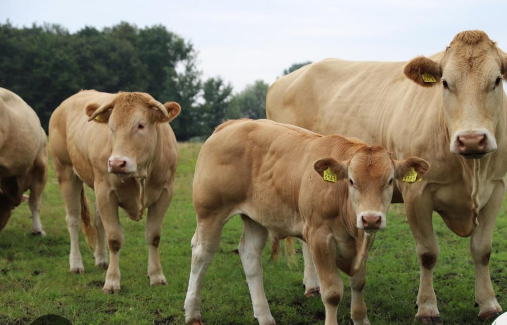 Te koop gevraagd,blonde aquitaine,limousine,dikbil,vleesvee, Dieren en Toebehoren, Runderen, Meerdere dieren