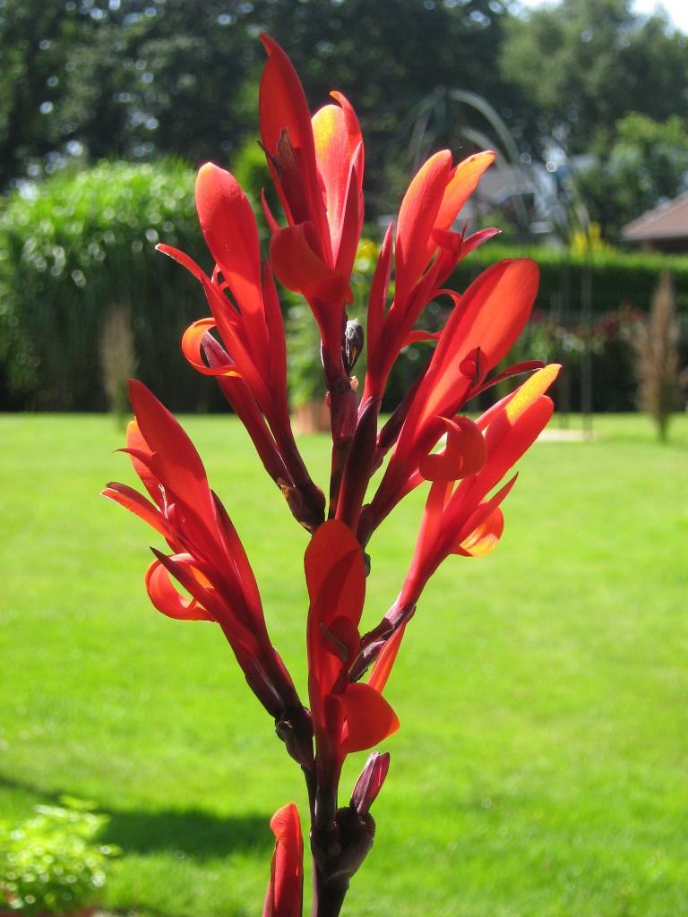 canna knollen / bollen - enkel of met 2 of 3 uitlopers, Tuin en Terras, Planten | Tuinplanten, Ophalen of Verzenden, Zomer, Overige soorten