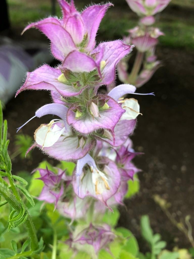 zaden van diverse tuinplanten, Tuin en Terras, Planten | Tuinplanten, Ophalen of Verzenden, Overige soorten, Volle zon