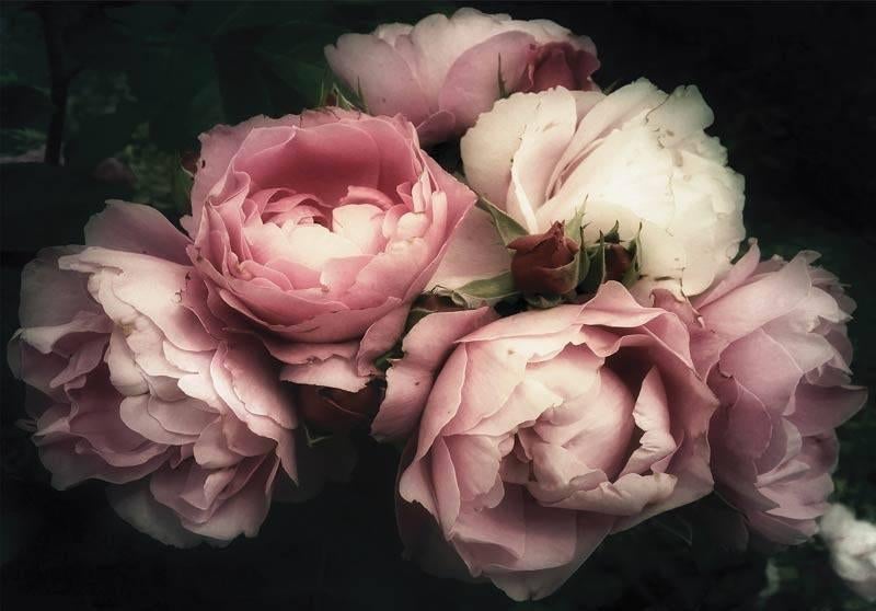 Fotobehang / Behang - Boeket Bloemen - Roze Pioenrozen, Verzenden, Bloemen, Minder dan 10 m², Roze