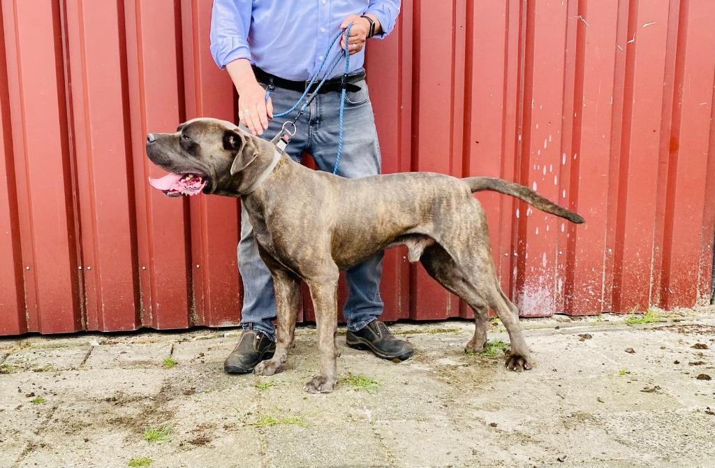 Prachtige Cane Corso dekreu Cane - beschikbaar!  Niet duur, Dieren en Toebehoren, Reu, Eén hond, 3 tot 5 jaar, Nederland