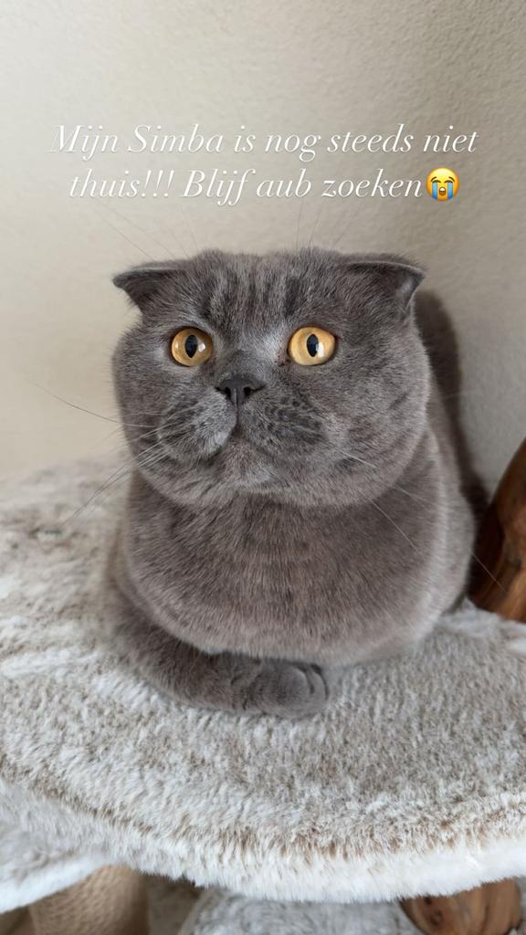 VERMIST!!! BRITSE KORTHAAR BERGEN OP ZOOM, Kater