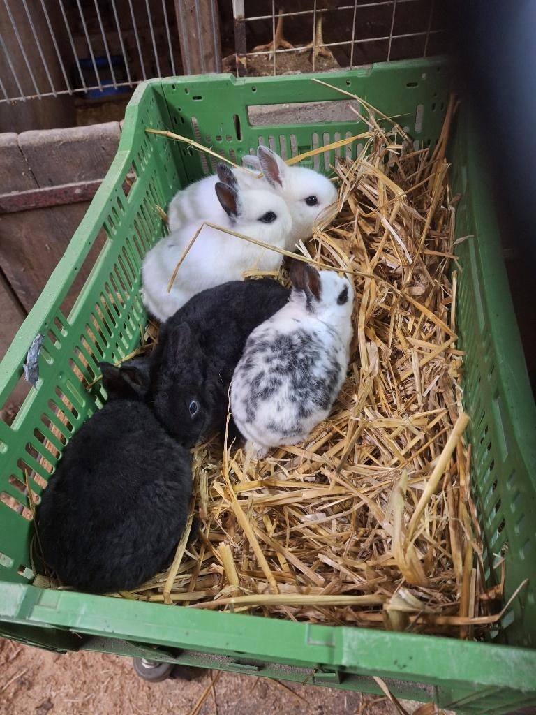 dwerg rex konijnen, Dieren en Toebehoren, Konijnen, Meerdere dieren, Klein, 0 tot 2 jaar