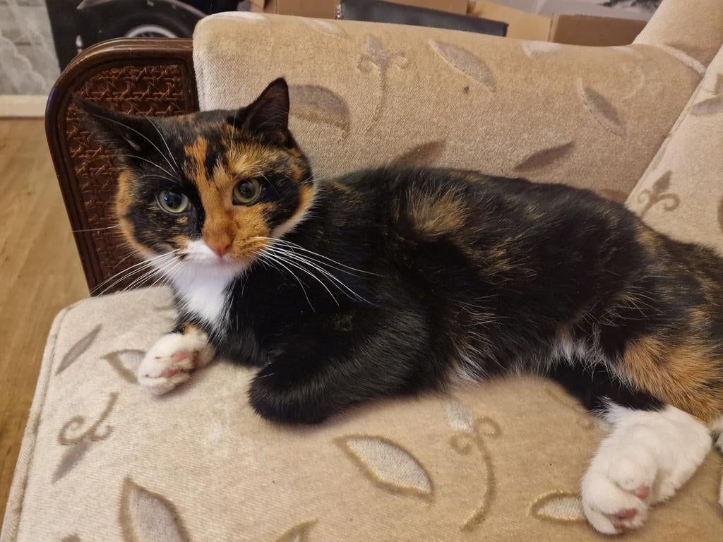 VERMIST: Lidi uit Amsterdam, Dieren en Toebehoren, Poes, Kortharig, 0 tot 2 jaar