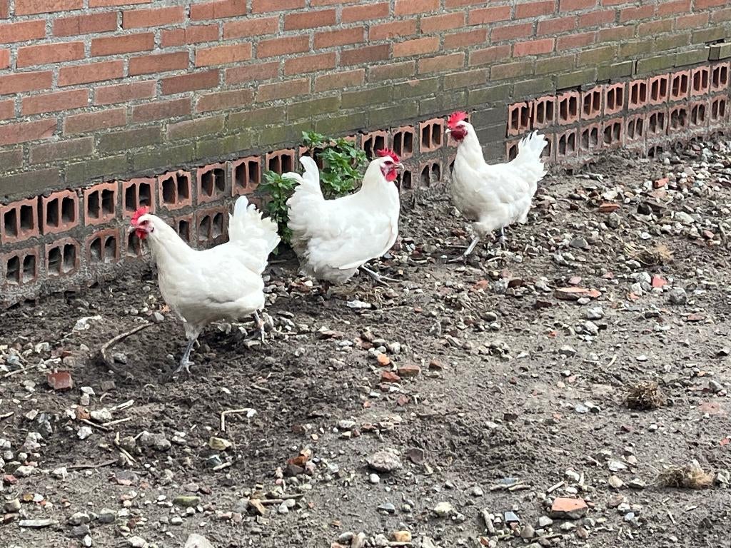 Poule de Bresse broedeieren, Vrouwelijk, Kip