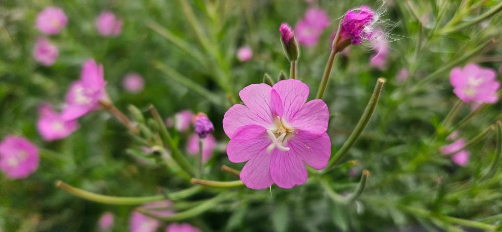 Vijver en moeras planten   80 tot 100 m2 partij handel, Tuin en Terras, Planten | Tuinplanten, Ophalen, Vaste plant, Halfschaduw