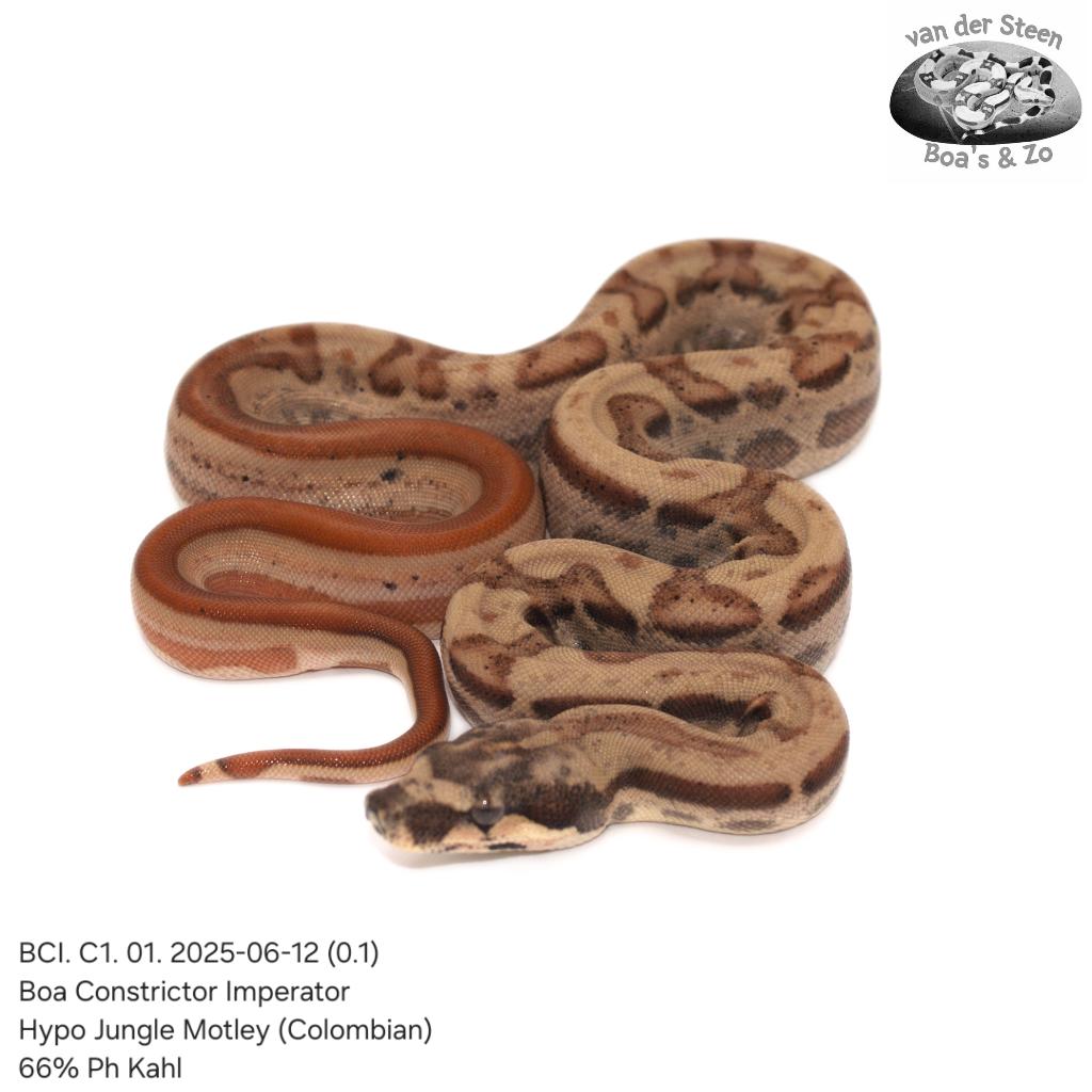 Boa constrictor BCI. C1. 2025, Dieren en Toebehoren, Reptielen en Amfibieën, Slang, Tam, 0 tot 2 jaar