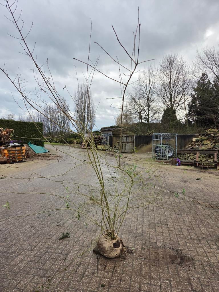 Ligustrum vulgare Liguster, Ophalen of Verzenden, Bloeit niet, Overige soorten, 100 tot 250 cm