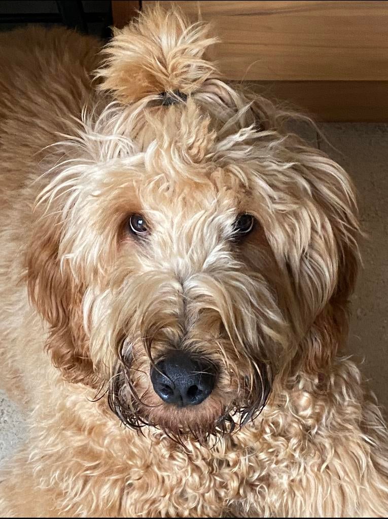 Dekreu Irish doodle, Reu, CDV (hondenziekte), 1 tot 2 jaar, Eén hond