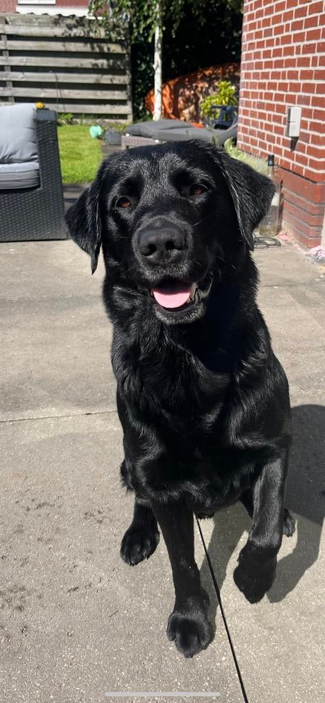 Zwarte Dekreu labrador met stamboom ., Dieren en Toebehoren, Honden | Dekreuen, 6 jaar of ouder, Reu, Eén hond, Nederland