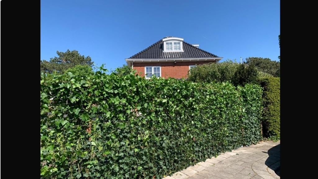Schutting Groen - Hedera rek - Groene afscheiding - Hedera, 1 tot 2 meter, Minder dan 3 meter, Ophalen of Verzenden, Zo goed als nieuw