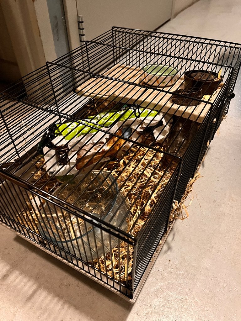 Hamster kooi met drink- en voerbak en hamstermolen, Dieren en Toebehoren, Kooi, Gebruikt, Minder dan 75 cm, Hamster