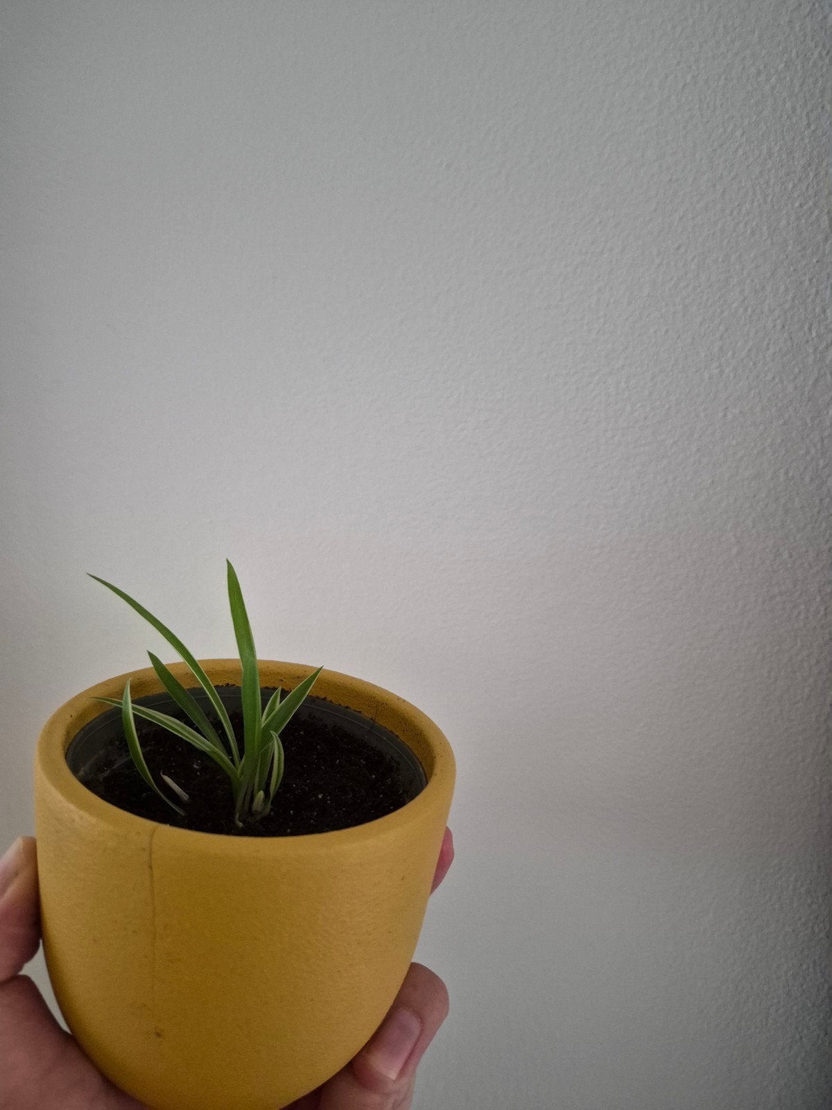 Stekje graslelie, Ophalen, Halfschaduw, Minder dan 100 cm