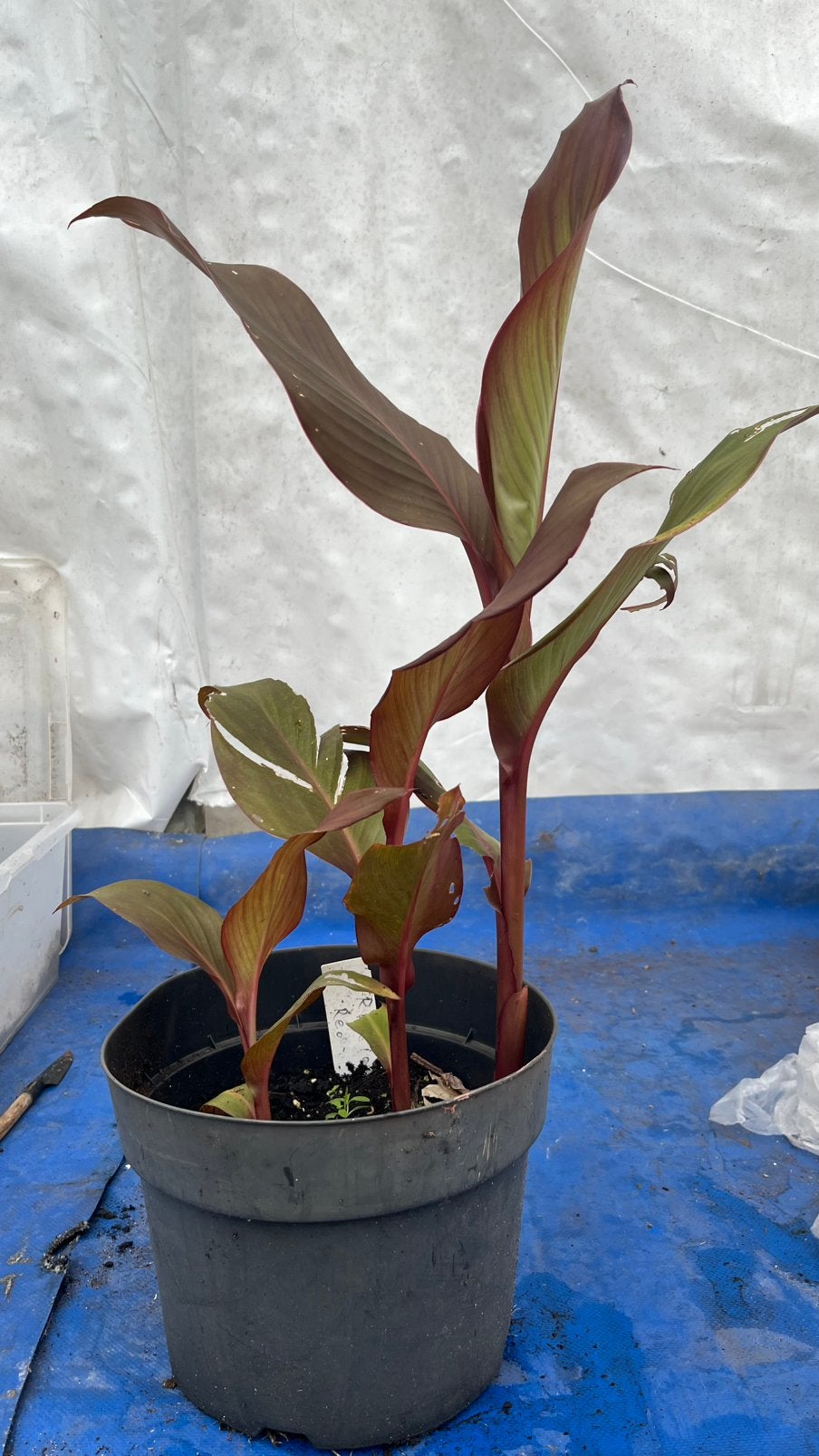 Reuze canna  red robin, Volle zon, Vaste plant, Zomer, Ophalen