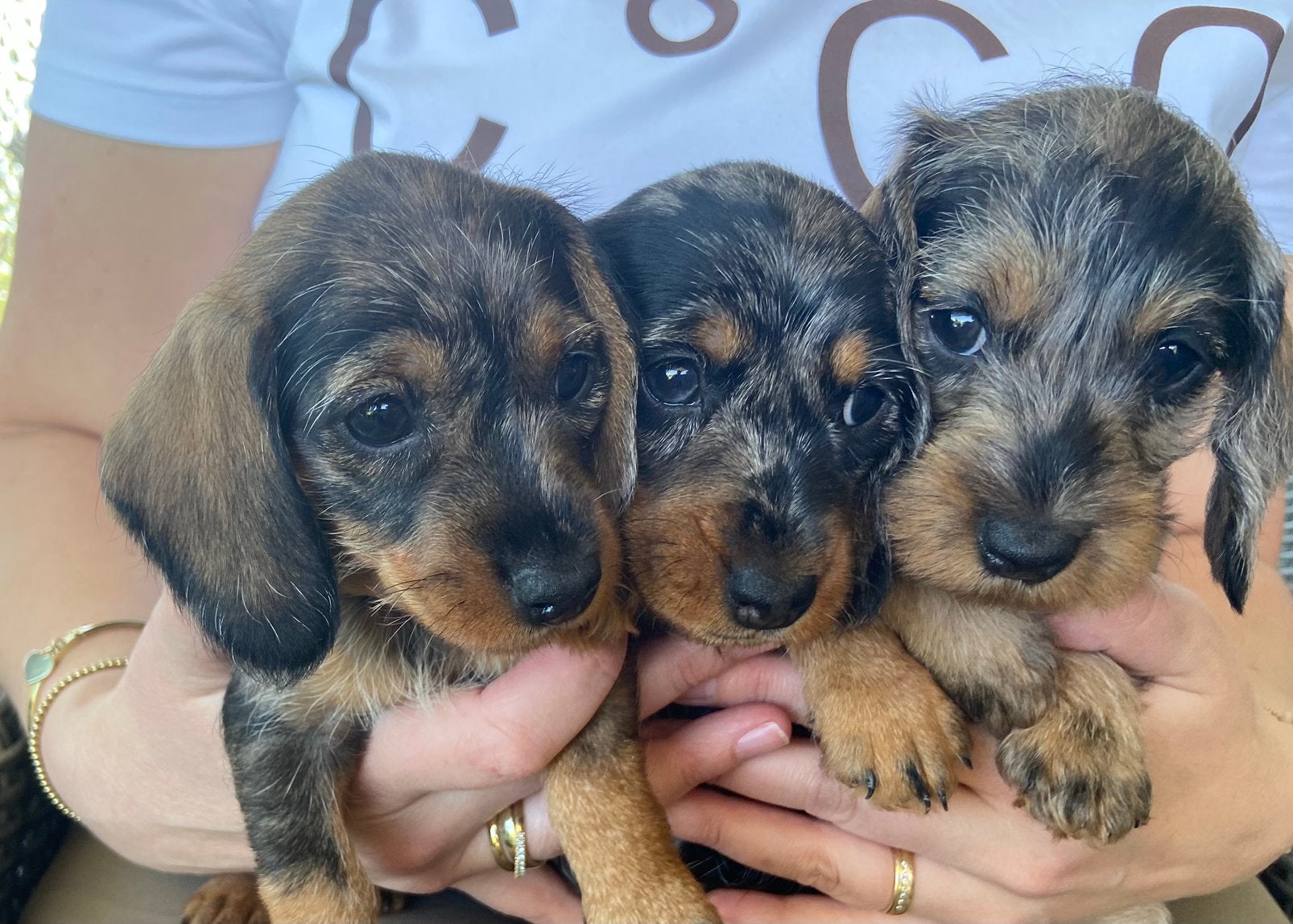 Ruwharige dwerg teckel pups, Dieren en Toebehoren, Parvo, 8 tot 15 weken, Teef, Dwerg