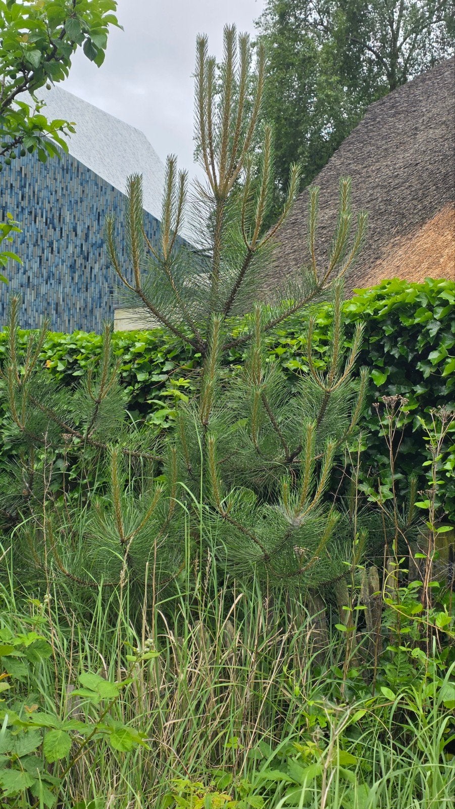 Jonge dennenboom - mooi!, Tuin en Terras, Planten | Bomen, Ophalen, Volle zon, Bolboom, 250 tot 400 cm