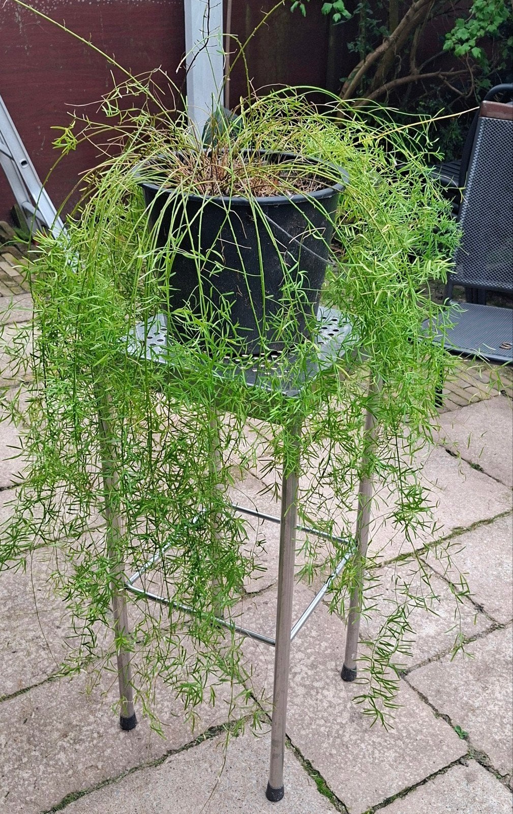 Flinke hangplant (Asparagus densiflorus 'Sprengeri'), Vaste plant, Bloeit niet, Halfschaduw, Ophalen