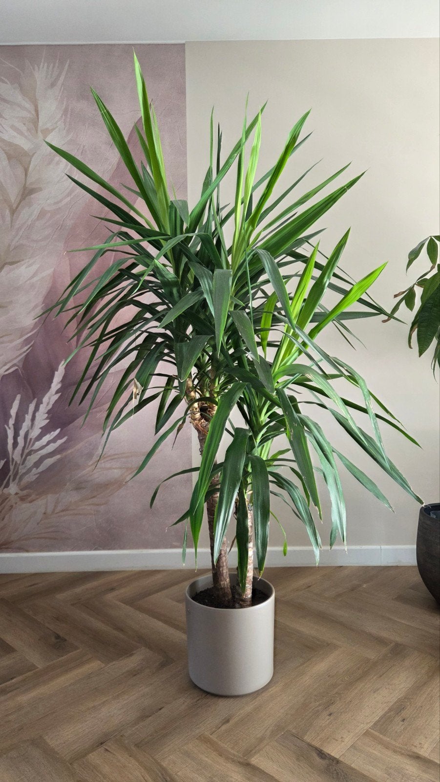 Grote Yucca plant - 1.80m hoog, 0.80m breed, Huis en Inrichting, Kamerplanten, Ophalen, In pot, Yucca, 150 tot 200 cm